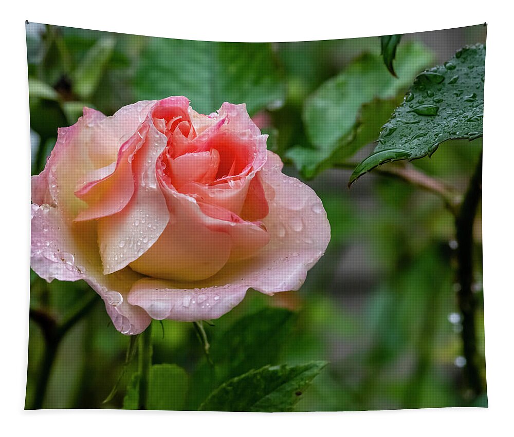 Rose Tapestry featuring the photograph Rainy Rose by Cathy Kovarik