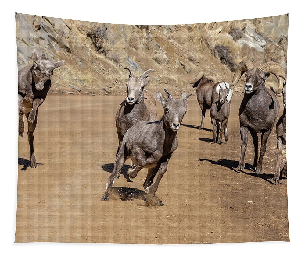 Bighorn Sheep Tapestry featuring the photograph Rambunctious Bighorn Sheep Lambs Bound Up the Road by Tony Hake