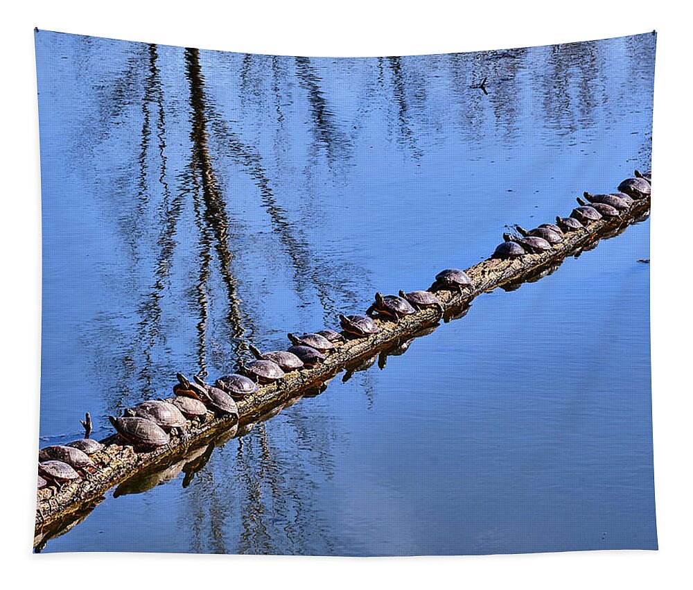 Faune Tapestry featuring the photograph Ranked turtles by Carl Marceau
