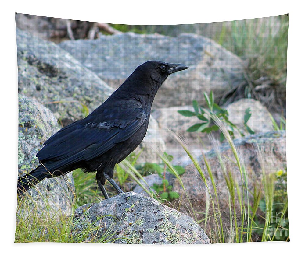 Raven Tapestry featuring the photograph Raven on the Rocks by Shirley Dutchkowski