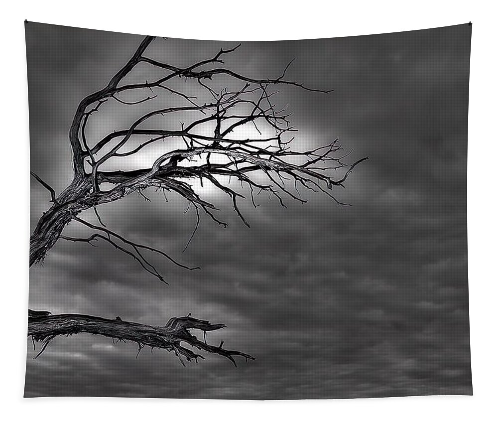 Branches Tapestry featuring the photograph Reaching by DArcy Evans