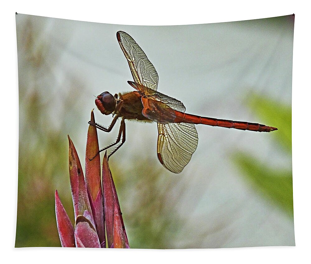 Dragonfly Tapestry featuring the photograph Ready for takeoff by Bill Barber