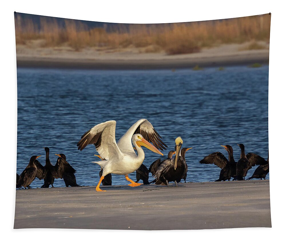 American White Pelican Tapestry featuring the photograph Ready Set Go by Patricia Schaefer