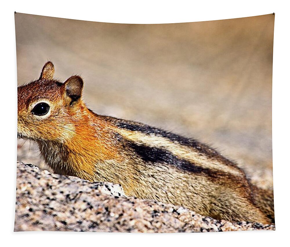 Chipmunk Tapestry featuring the photograph Ready To Run by David Desautel