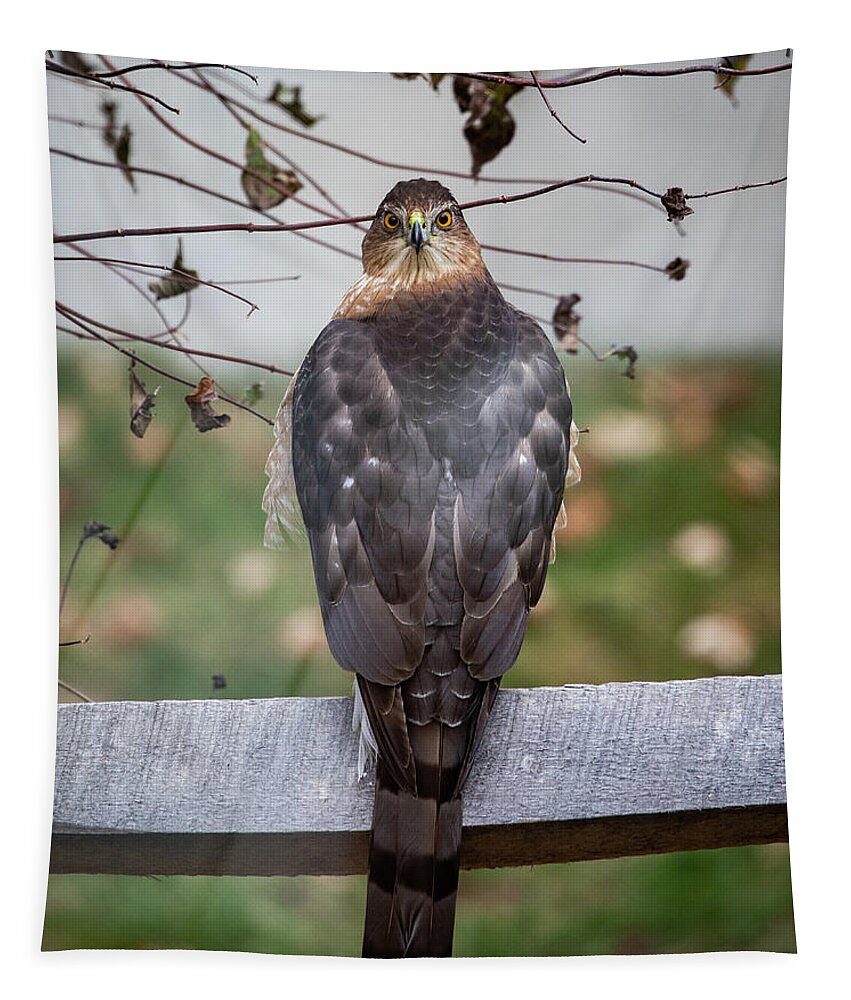 Coopers Hawk Tapestry featuring the photograph Rear View by Denise Kopko