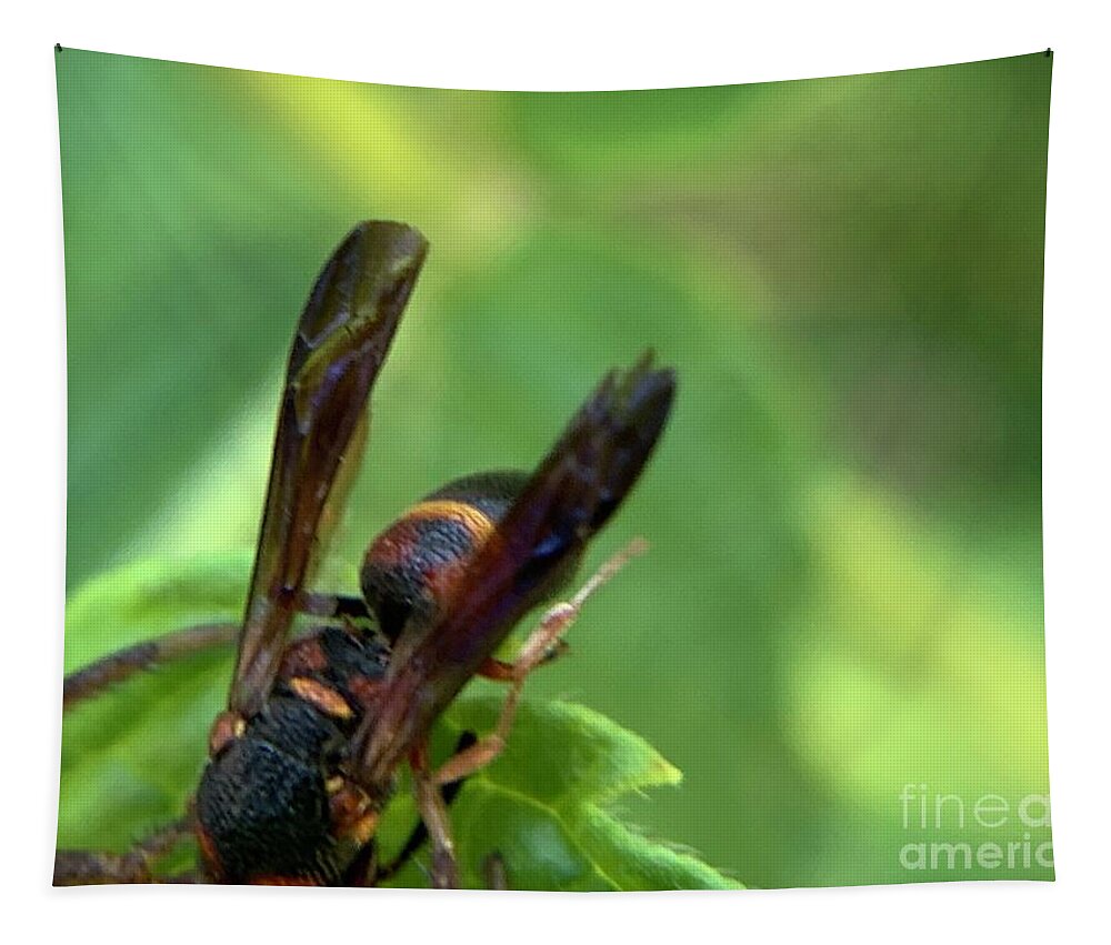 Wasp Tapestry featuring the photograph Red and Black Mason Wasp by Catherine Wilson