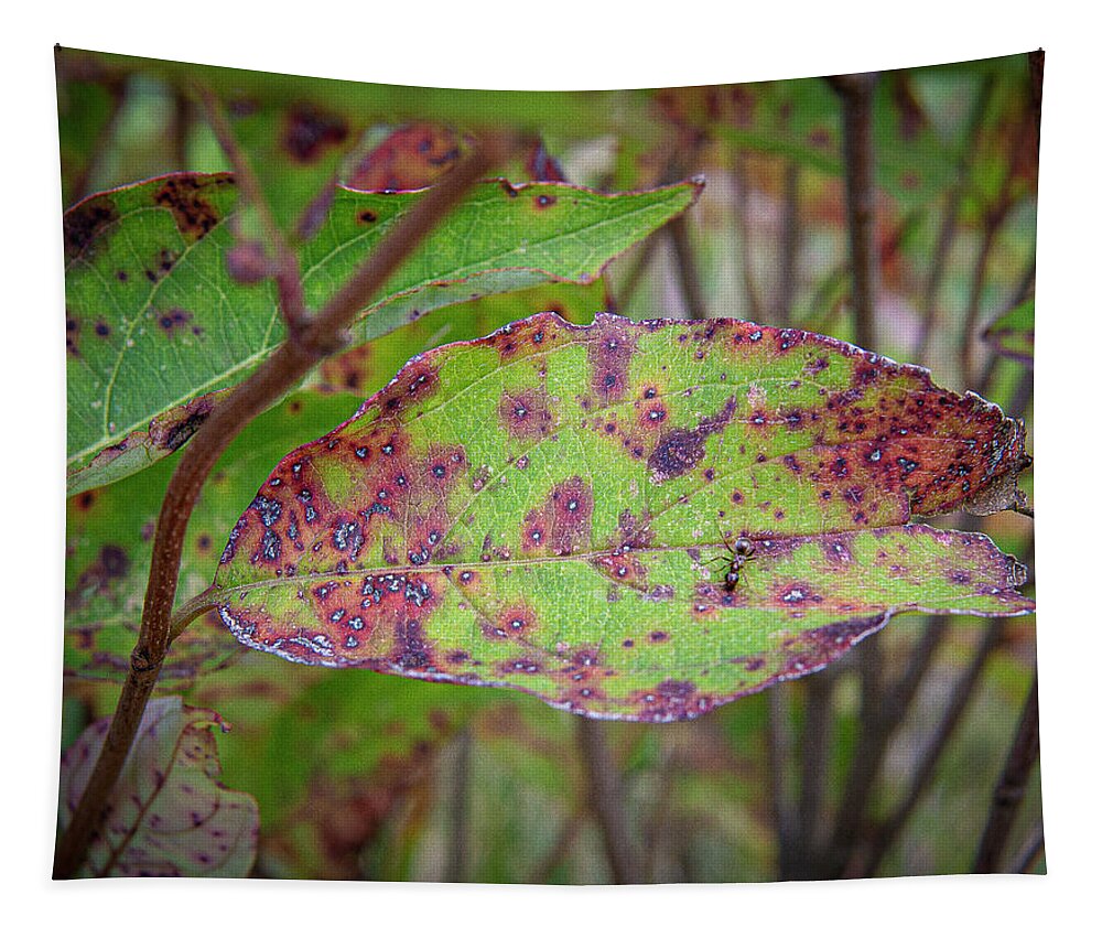 Red Green Leaf With An Ant Tapestry featuring the photograph Red and Green Leaf with an Ant on it by David Morehead