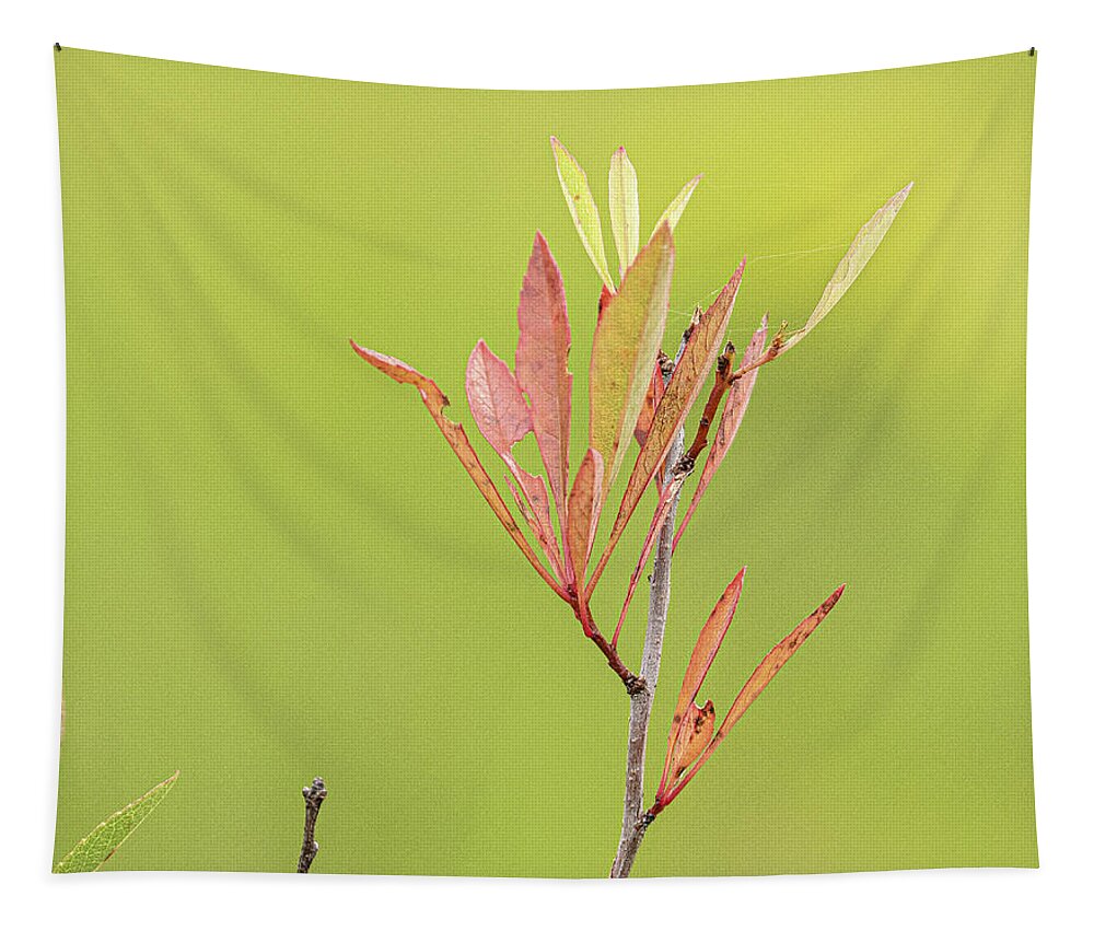 Red Green Shallow Depth Of Field Leaves Tapestry featuring the photograph Red and green leaves by David Morehead