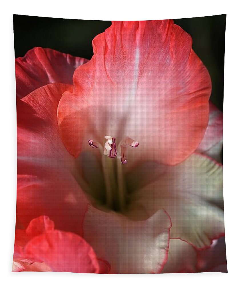 Gladiolus Tapestry featuring the photograph Red And White Gladiolus Flower by Joy Watson