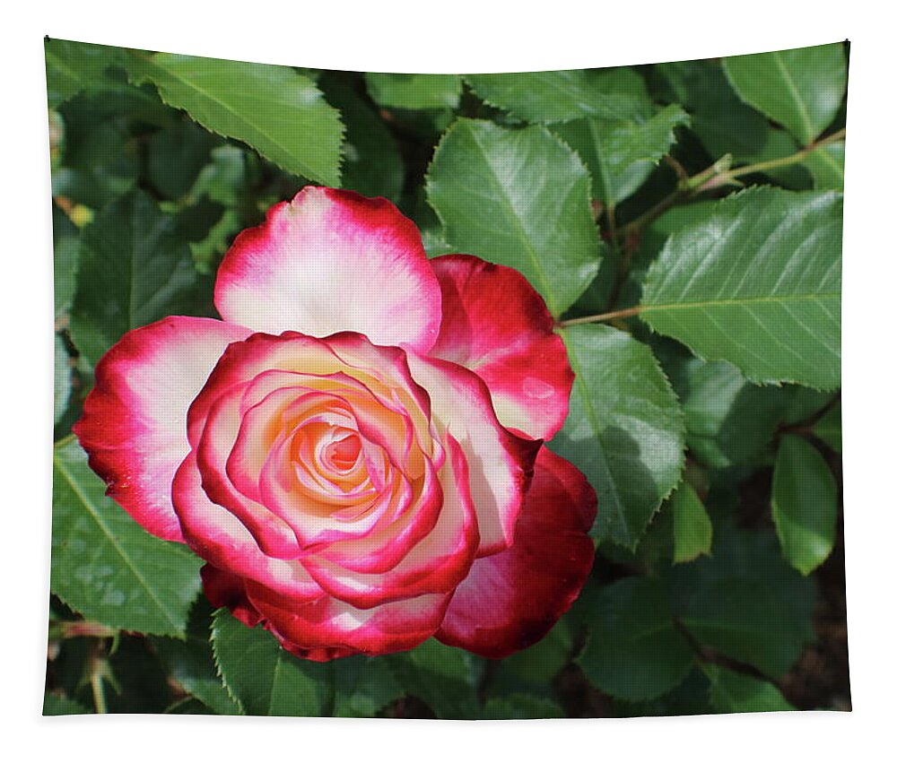 Rose Tapestry featuring the photograph Red and White Ombre Rose by Kathy Pope
