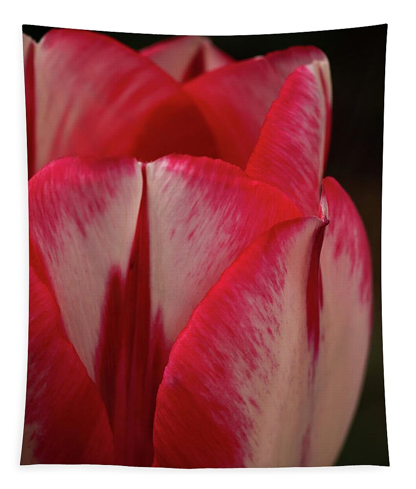 Red Tapestry featuring the photograph Red and White Tulip by Ana V Ramirez