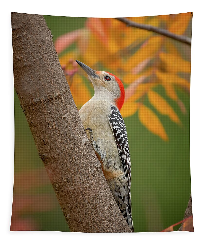 Bird Tapestry featuring the photograph Red Bellied Woodpecker by David Downs
