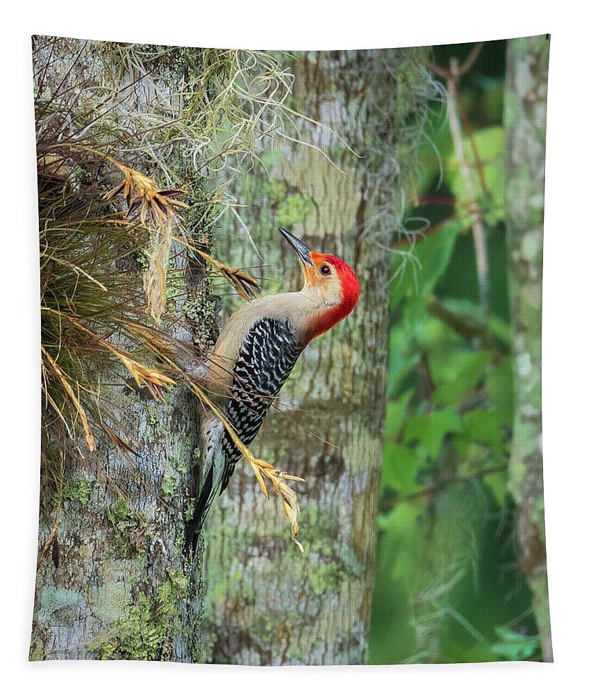 Red-bellied Woodpecker Tapestry featuring the photograph Red-bellied Woodpecker by Steven Sparks
