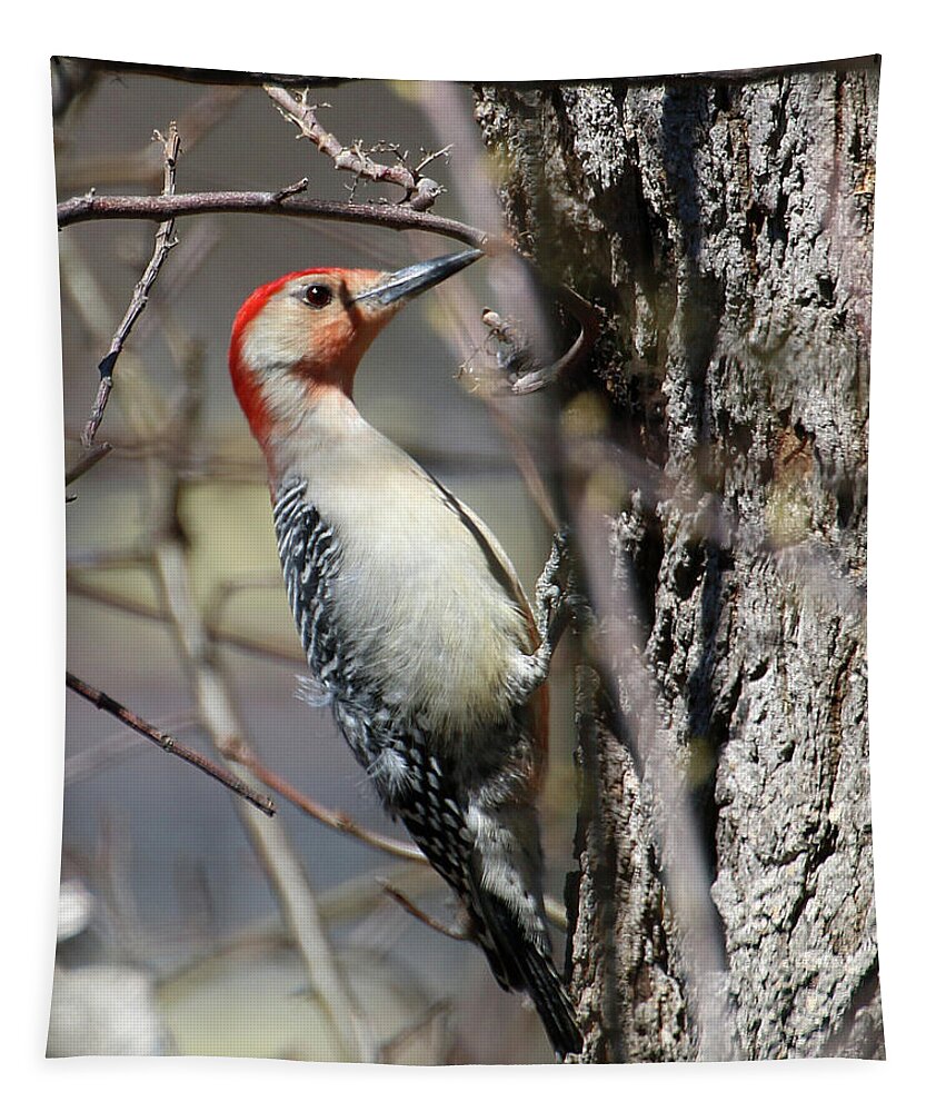 Wildlife Tapestry featuring the photograph Red-bellied Woodpecker by William Selander