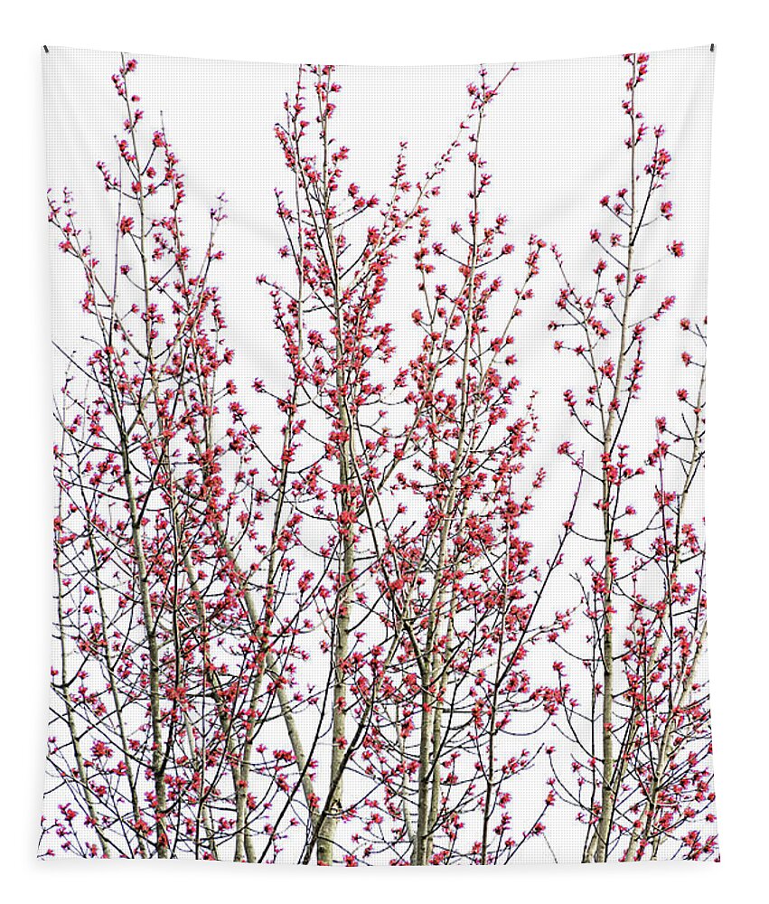 Maple Trees Tapestry featuring the photograph Red Bud Maple Trees by Christina Rollo