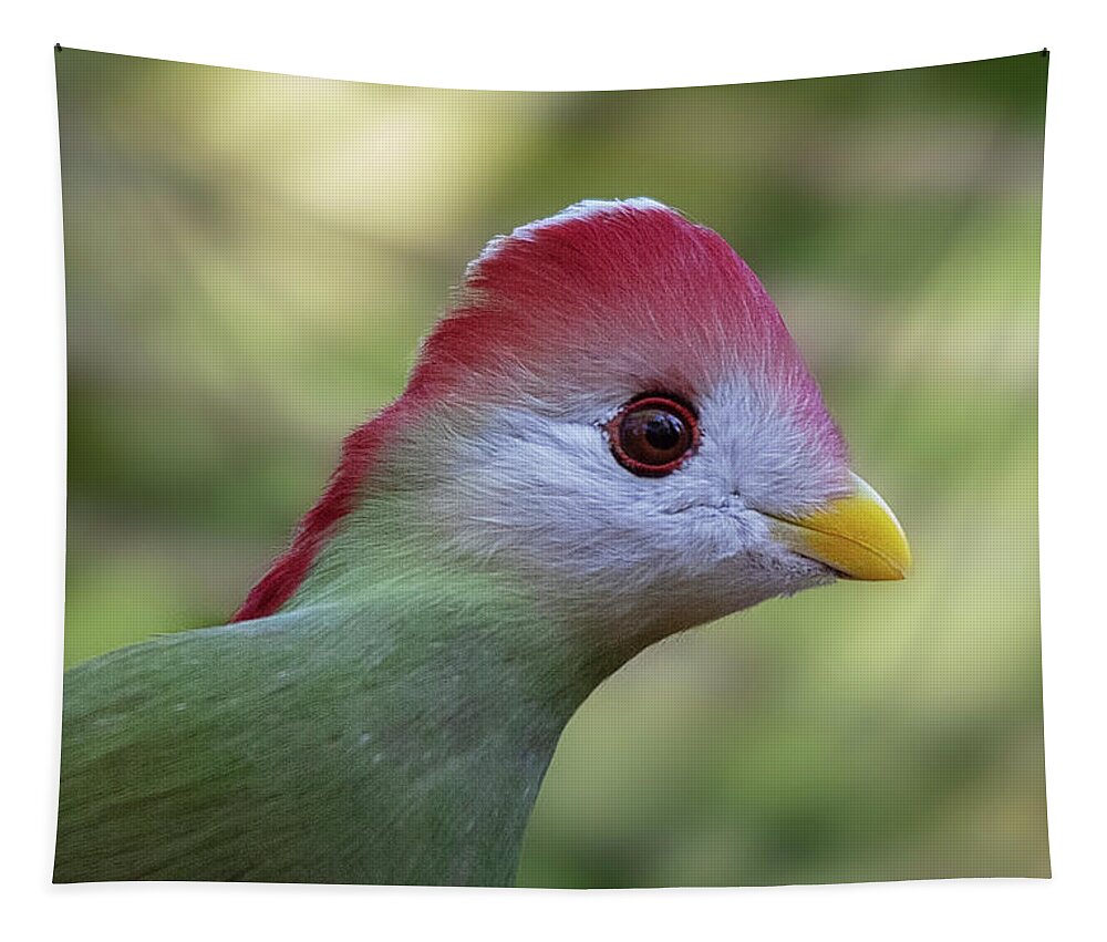 Turaco Tapestry featuring the photograph Red-crested Turaco by Gareth Parkes