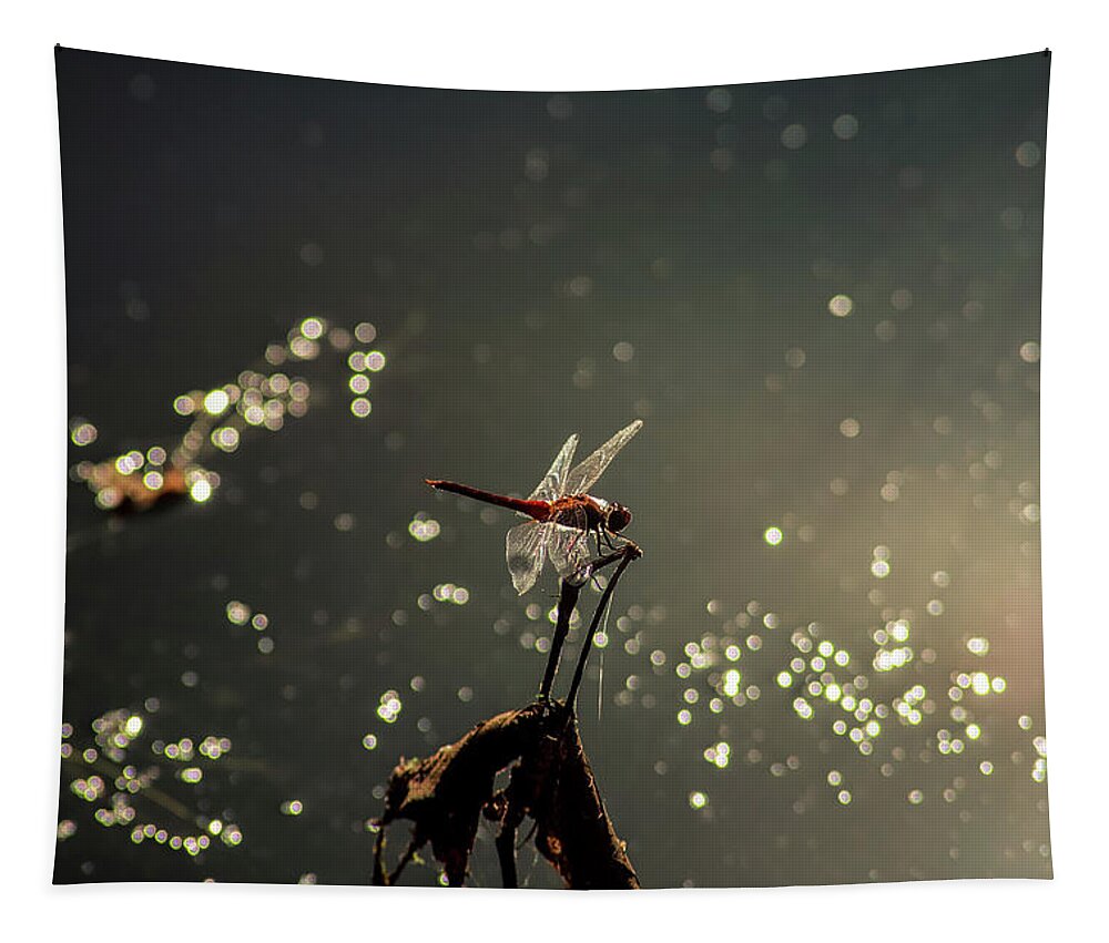 Insects Tapestry featuring the photograph Red Dragon by Marcus Jones