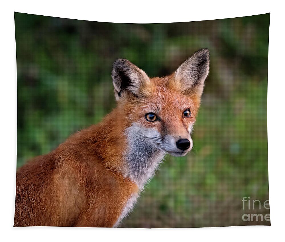 Red Fox Tapestry featuring the photograph Red Fox Portrait by Rehna George
