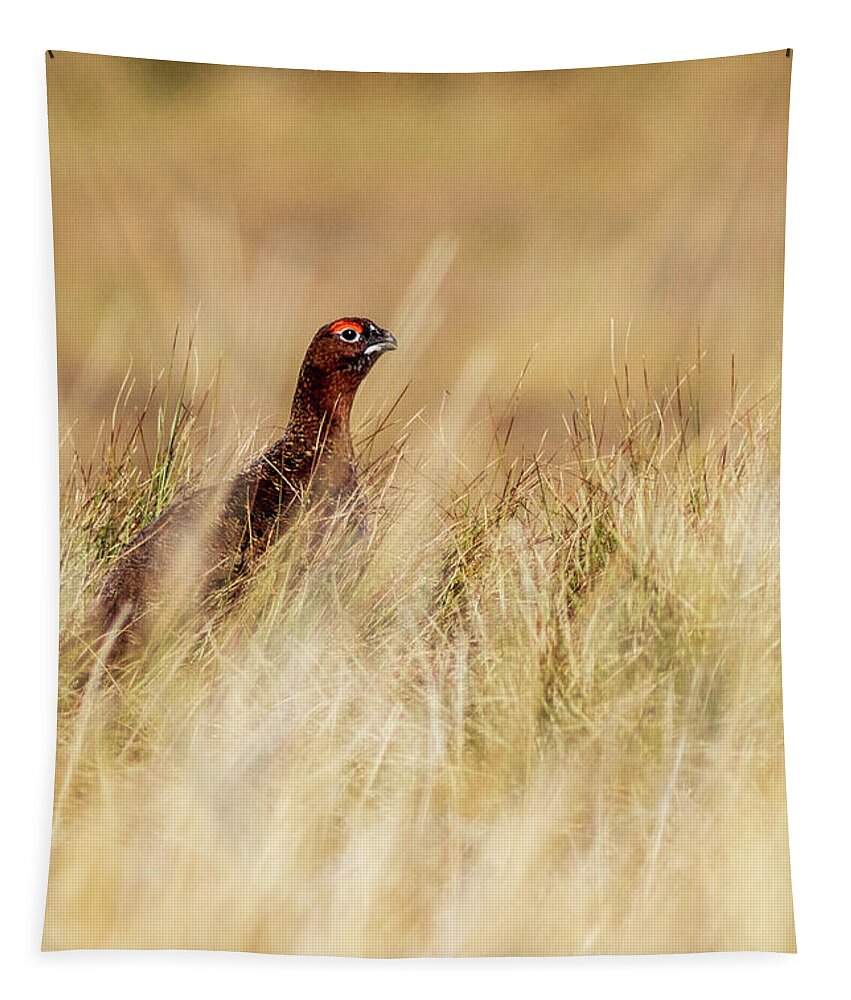 Russia Tapestry featuring the photograph Red Grouse - 3 by Chris Smith