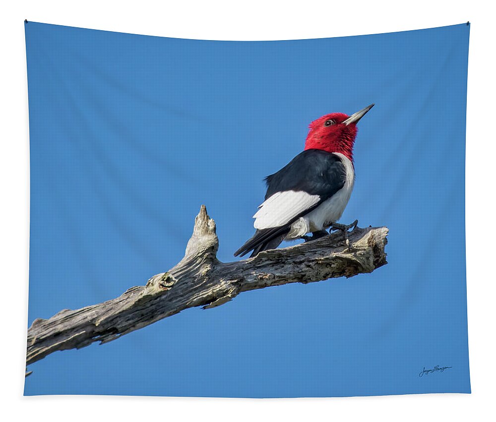 Red-headed Woodpecker Tapestry featuring the photograph Red-headed Woodpecker by Jurgen Lorenzen