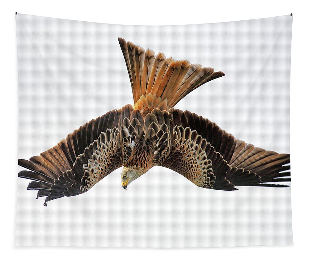 Red Kite Tapestry featuring the photograph Red Kite bird of prey in flight by Grant Glendinning