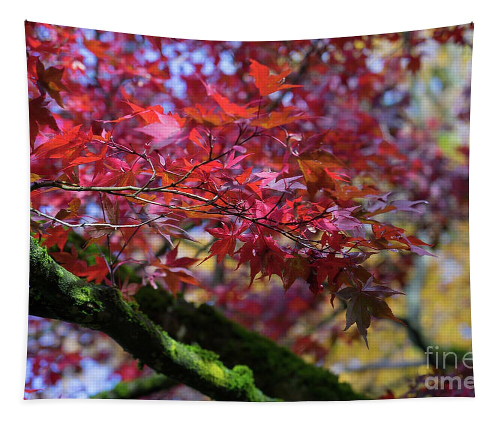 Red Tapestry featuring the photograph Red leaves by Adriana Mueller