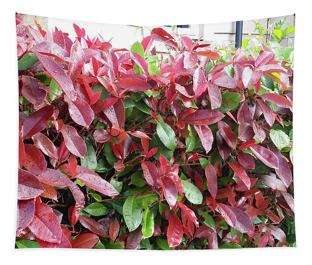 Plant Images Tapestry featuring the painting Red Leaves in Cornwall by Roxy Rich