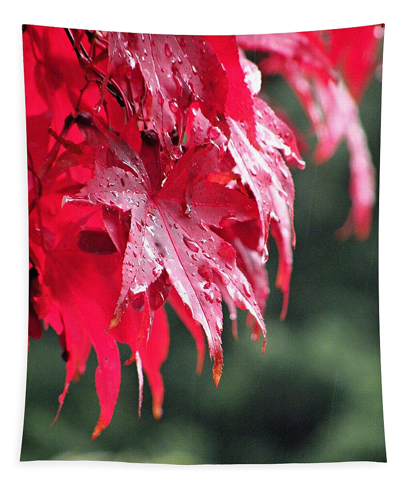 Leaves Tapestry featuring the photograph Red Maple by Micki Findlay
