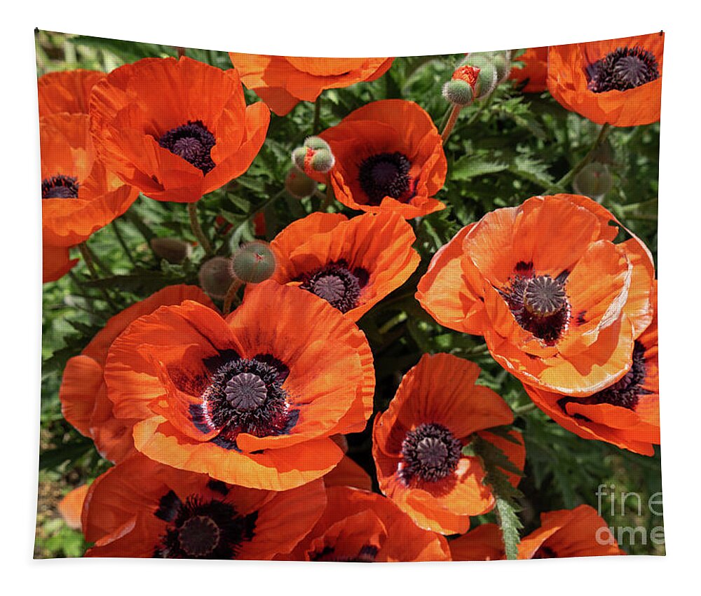 Poppy Tapestry featuring the photograph Red poppies in the summer meadow by Adriana Mueller