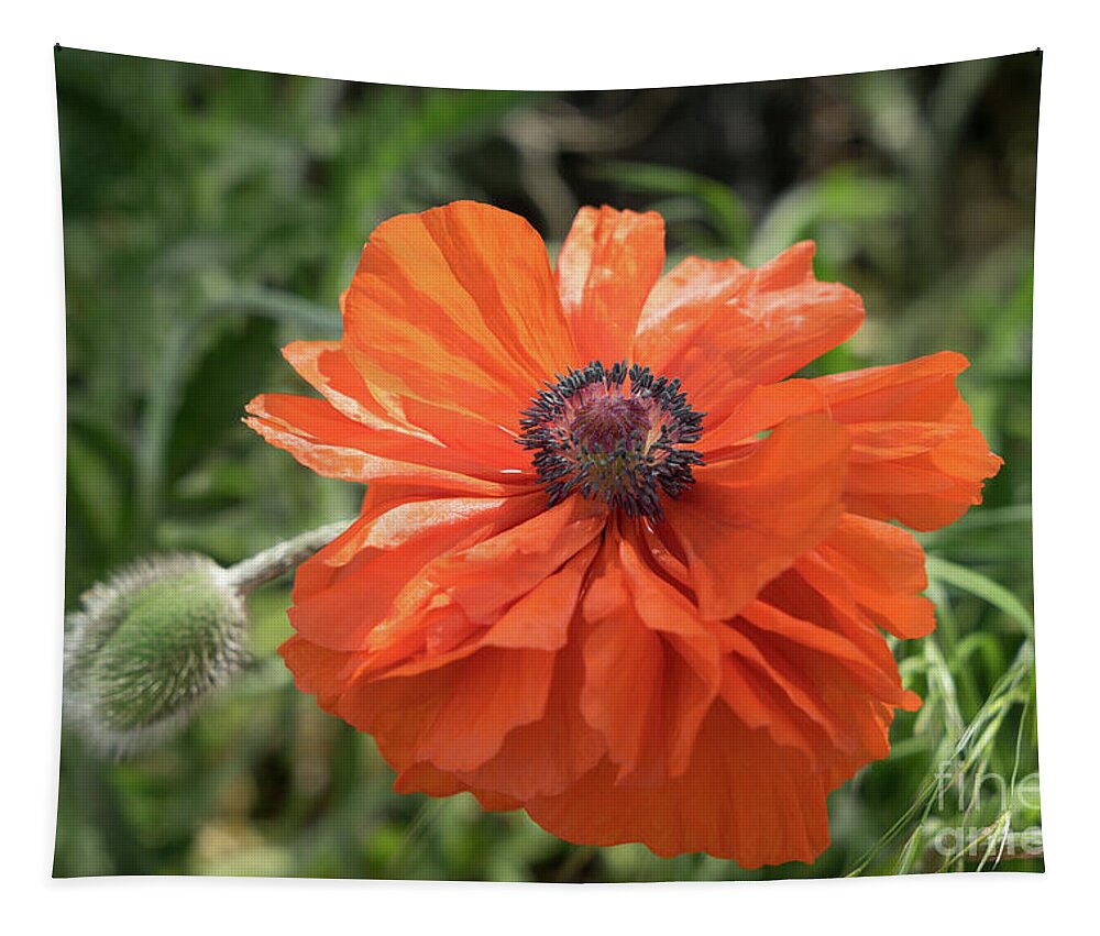 Poppy Tapestry featuring the photograph Red poppy blooms on the green summer meadow by Adriana Mueller