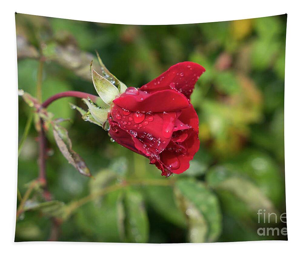 Rose Tapestry featuring the photograph Red rose bud with water pearls by Adriana Mueller