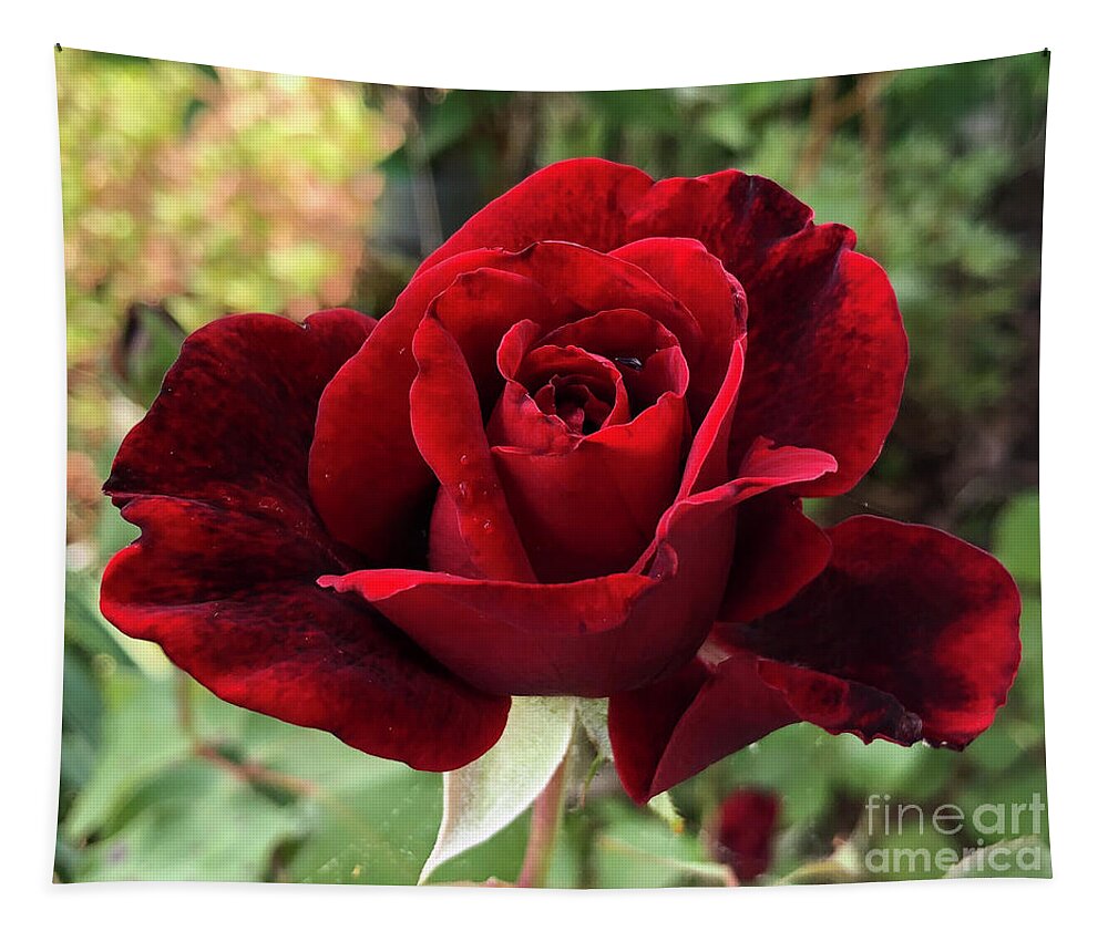Plant Tapestry featuring the photograph Red Don Juan Rose in Clayton North Carolina by Catherine Ludwig Donleycott