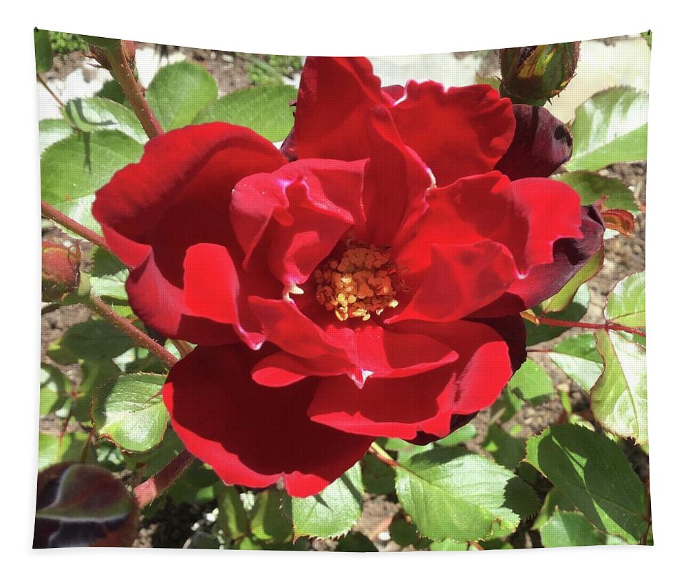 Photo Tapestry featuring the photograph Red Rose flower head by Barbara Magor