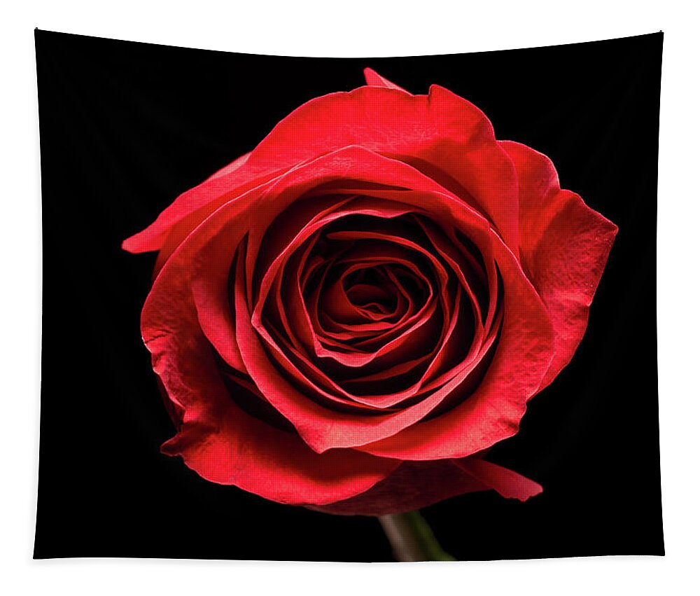 Blossom Tapestry featuring the photograph Red rose flower isolated on black background by Philippe Lejeanvre