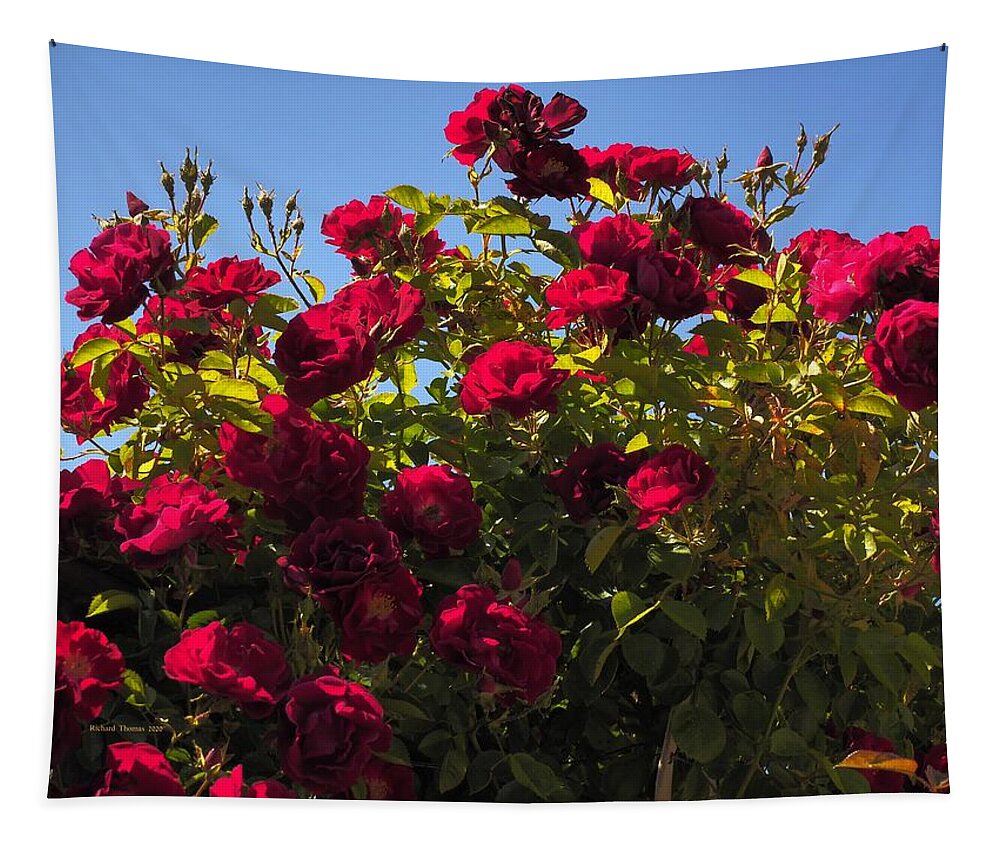 Landscape Tapestry featuring the photograph Red Rose Spring Sky by Richard Thomas