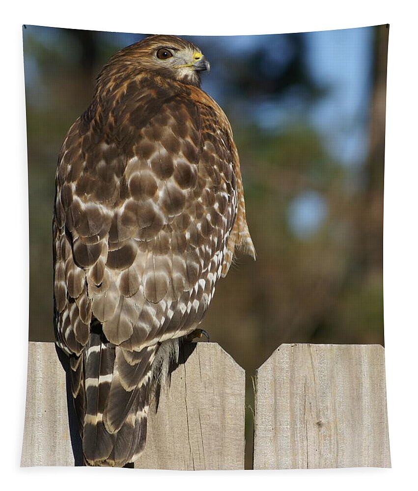  Tapestry featuring the photograph Red-Shouldered Hawk by Heather E Harman