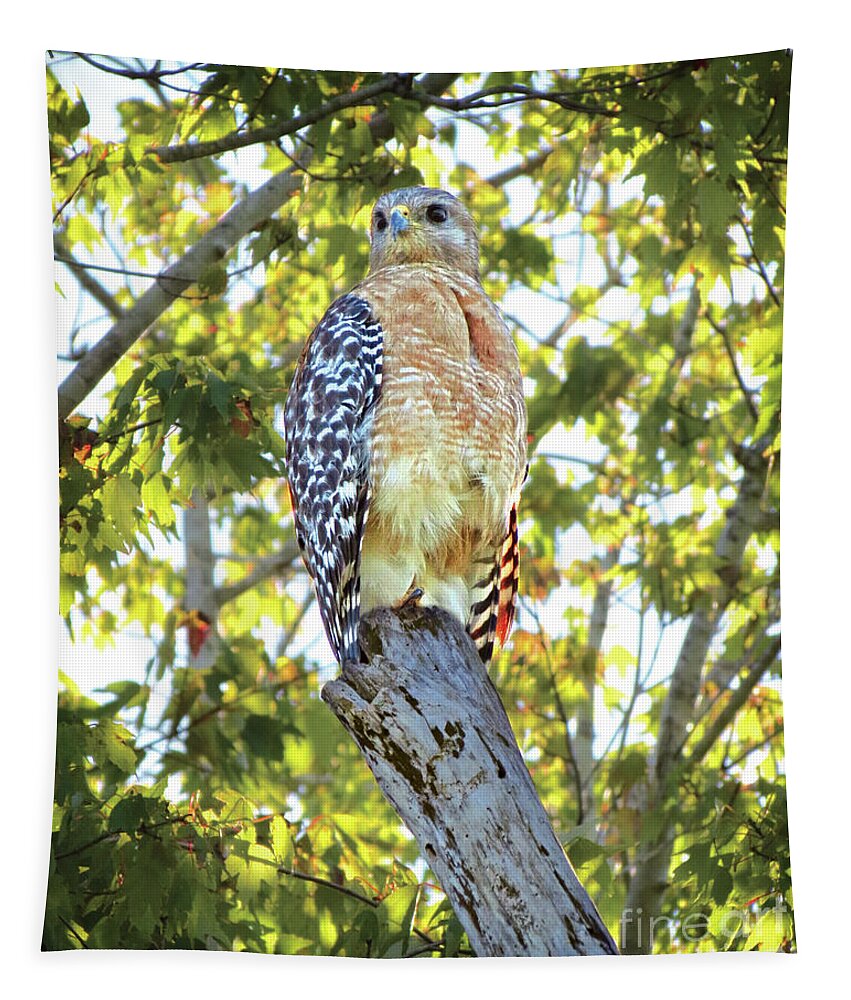 Animal Tapestry featuring the photograph Red-Shouldered Hawk III by Chris Andruskiewicz