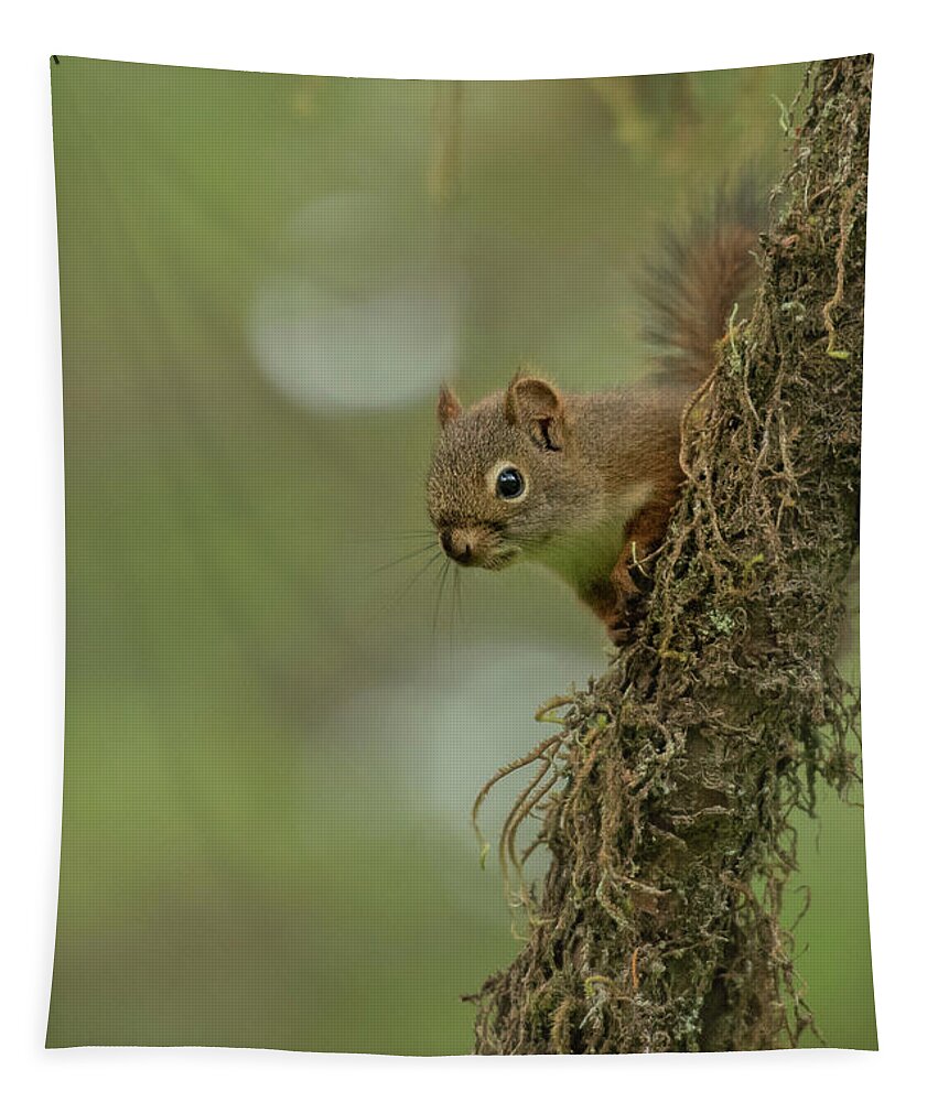 Red Squirrel Tapestry featuring the photograph Red Squirrel Peeks out from Mossy Tree by Nancy Gleason