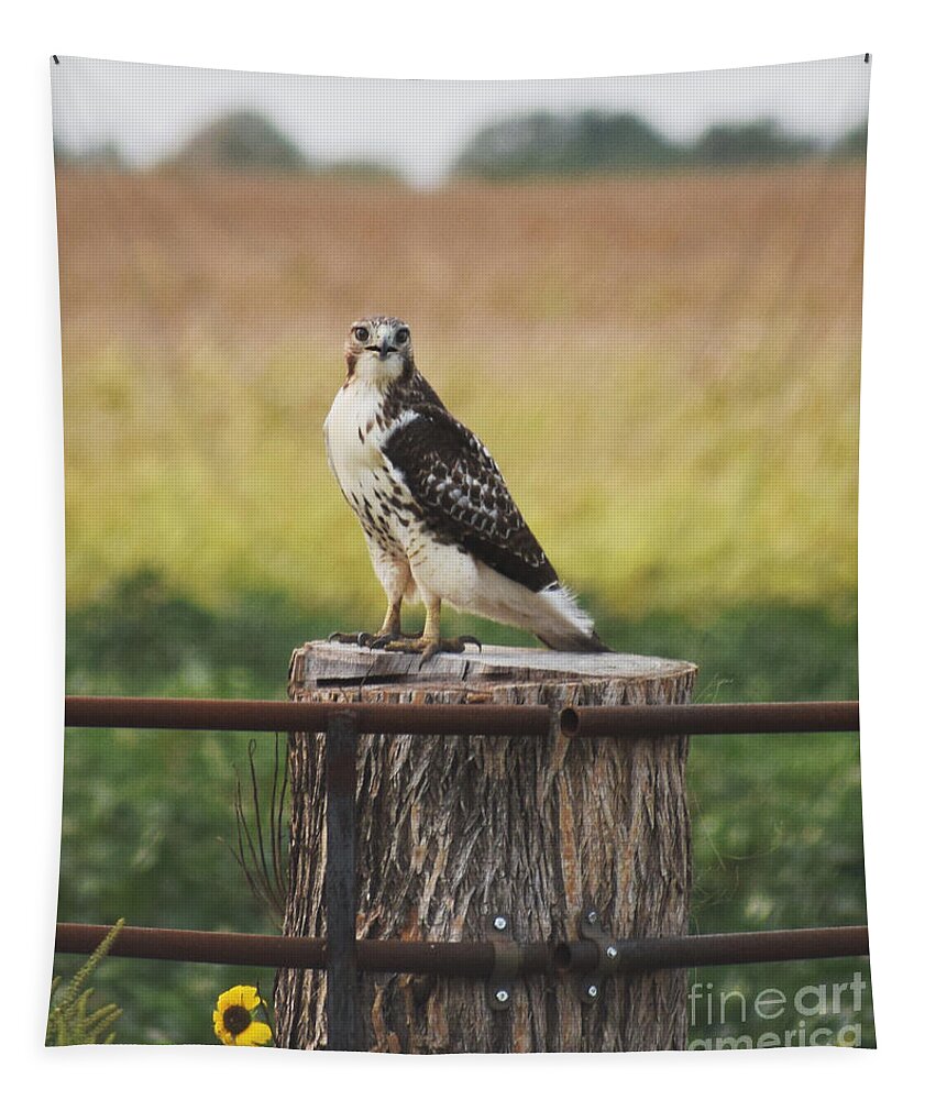 Hawk Tapestry featuring the photograph Red-Tailed Hawk Buteo Jamaicensis by Anita Streich