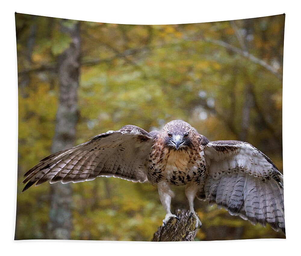 Red-tailed Hawk Tapestry featuring the photograph Red-Tailed Hawk Landing by Jaki Miller