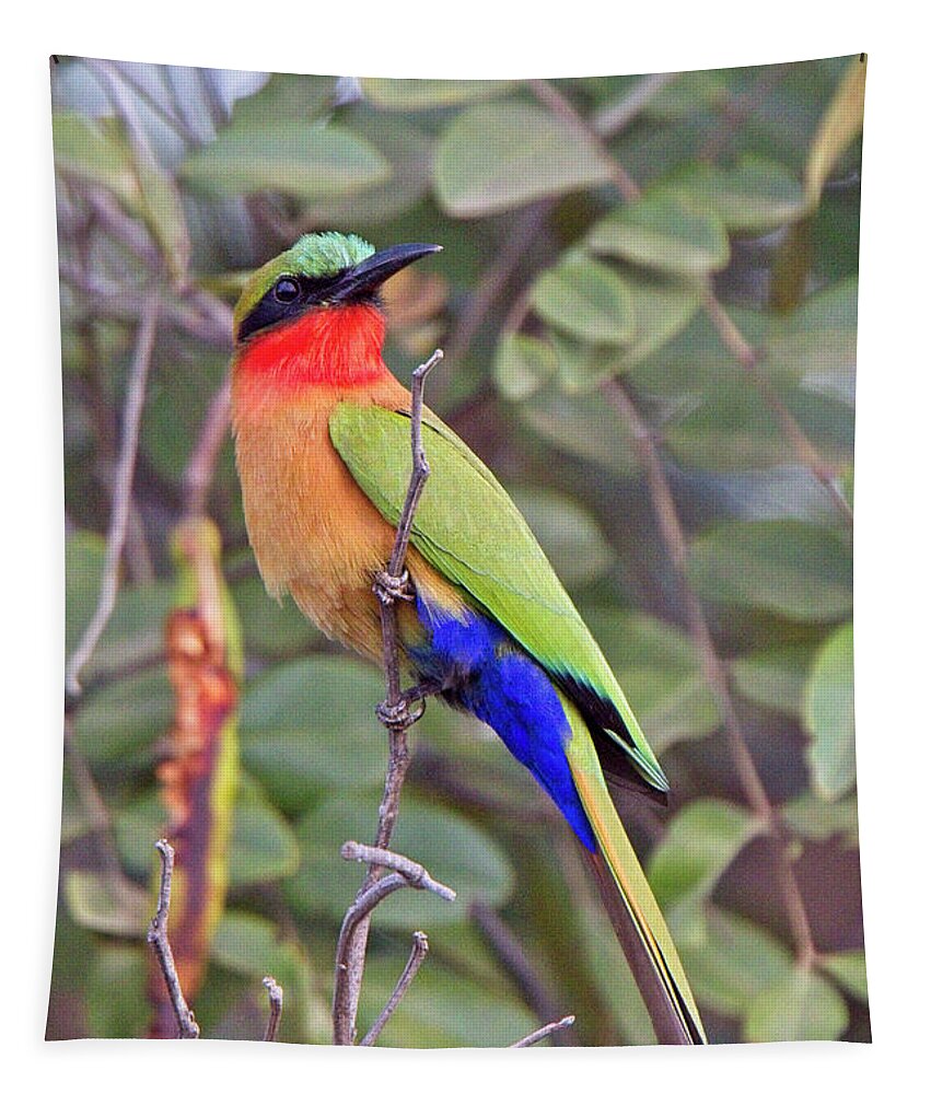 Bush Tapestry featuring the photograph Red-throated Bee-eater, Merops bulocki by Tony Mills