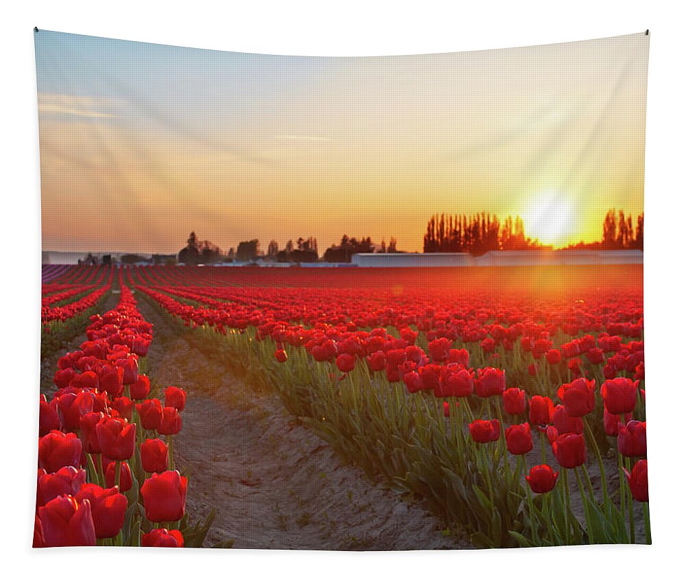 Tulips Tapestry featuring the photograph Red Tulip Sunset by Michael Rauwolf