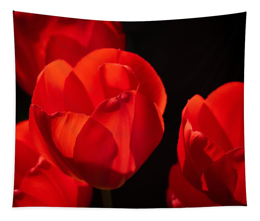 Sunny Tapestry featuring the photograph Red Tulips by Linda Bonaccorsi