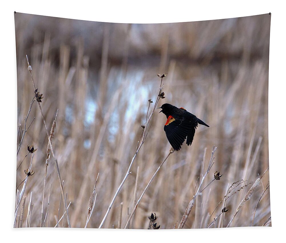 Red Winged Tapestry featuring the photograph Red Wing Blackbird on Wing by Flinn Hackett