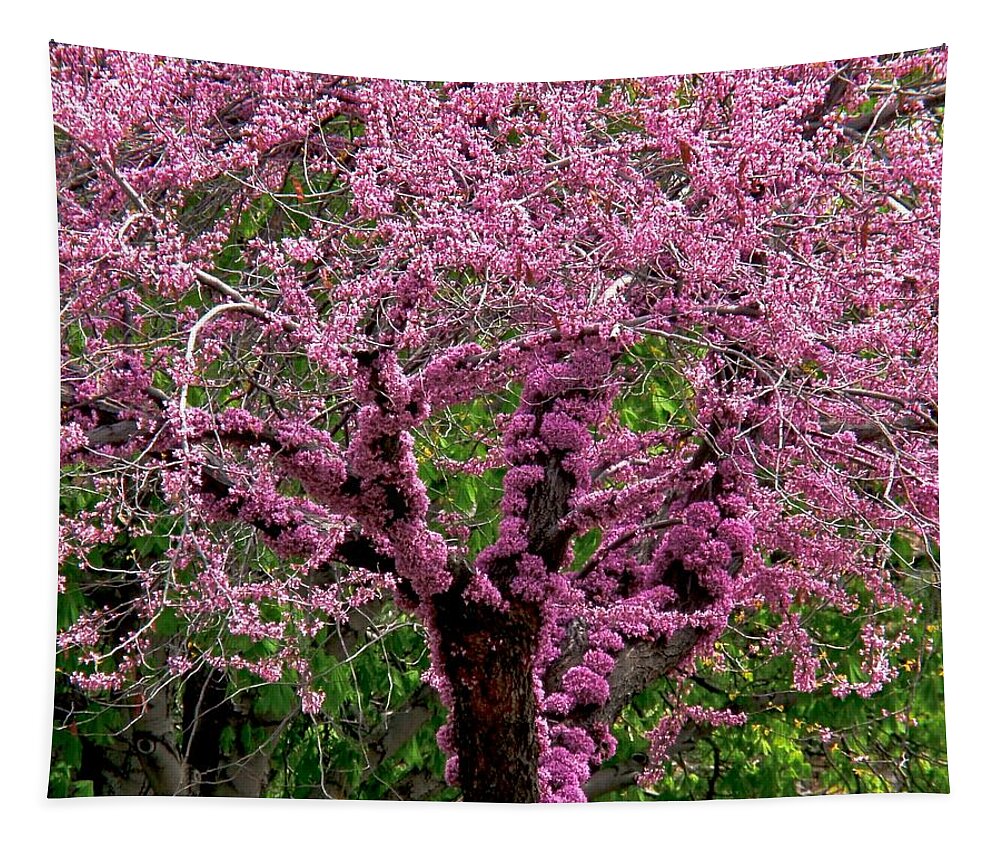 Redbud Tapestry featuring the photograph Redbud by Rona Black
