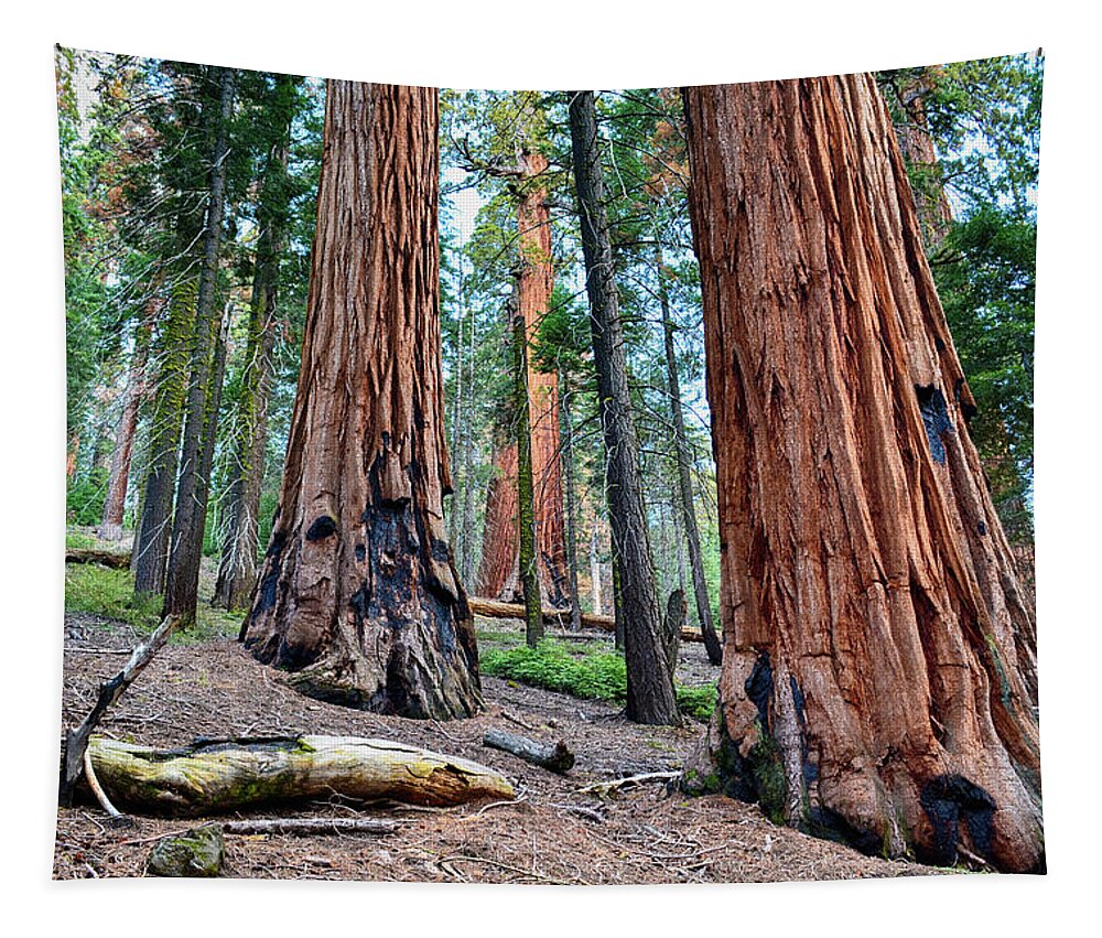 Sequoia National Park Tapestry featuring the photograph Redwood Mountain Grove Sequoias by Kyle Hanson
