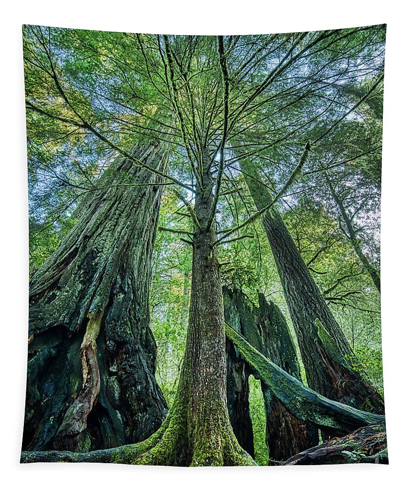 Redwood National Park Trees Tapestry featuring the photograph Redwood National Park Trees by Dustin K Ryan