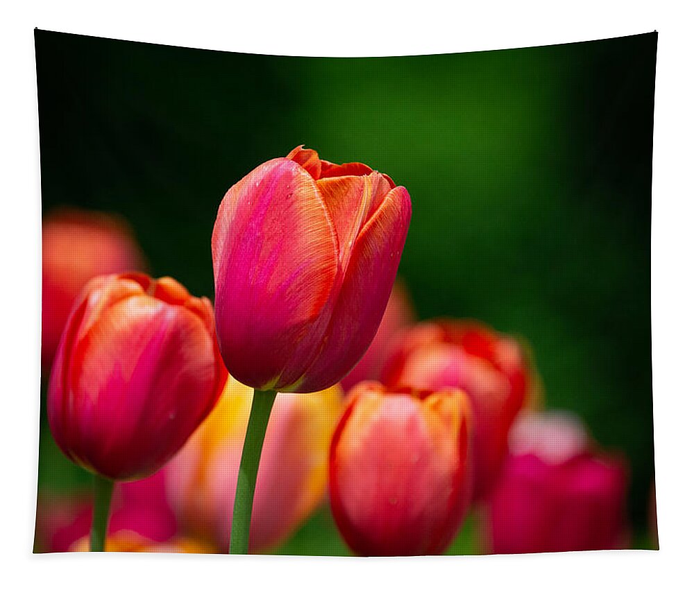 Tulips Tapestry featuring the photograph Relaxing in the Garden by Linda Bonaccorsi