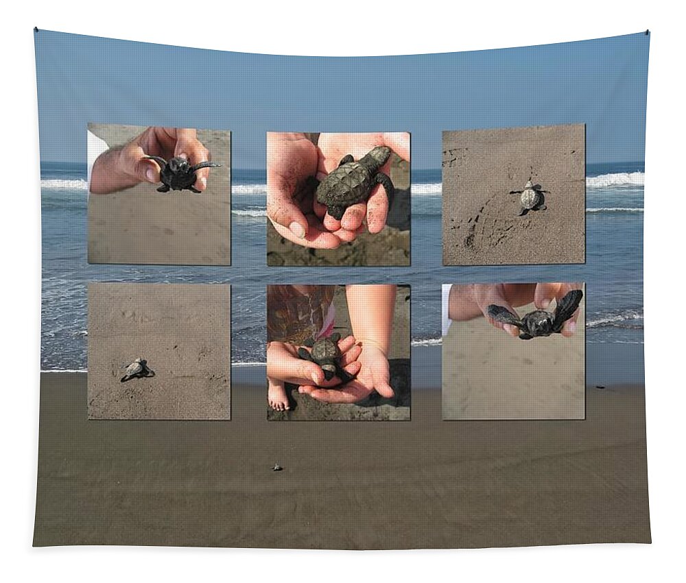 Baby Turtles Tapestry featuring the photograph Releasing Baby Turtles into Water - Collage by Tatiana Travelways