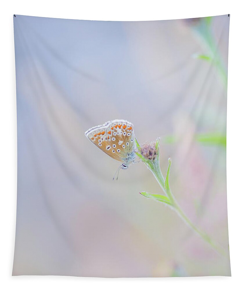Butterfly Tapestry featuring the photograph Resting Common Blue Butterfly by Anita Nicholson